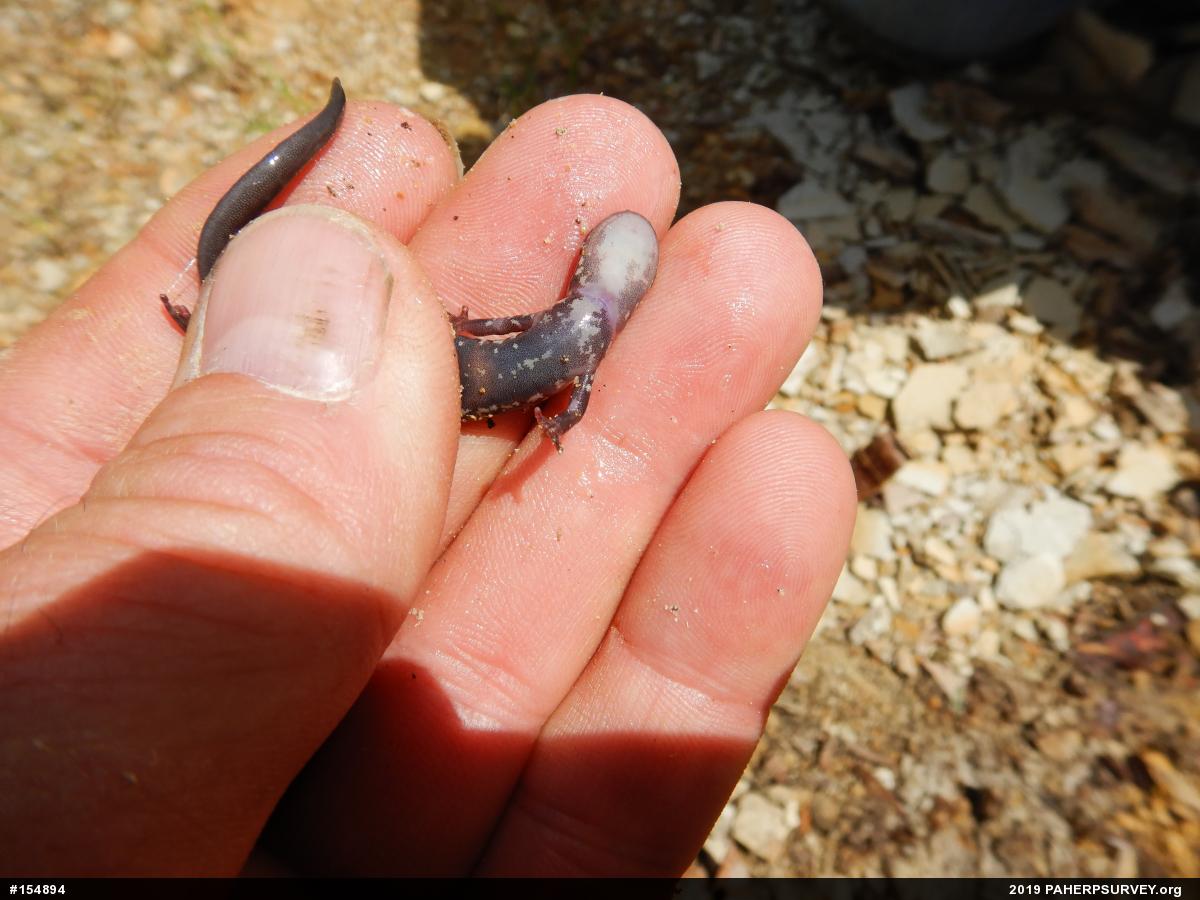 Wehrle's Salamander