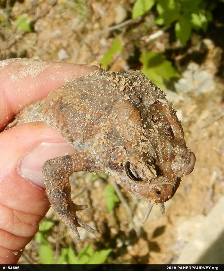 Eastern American Toad