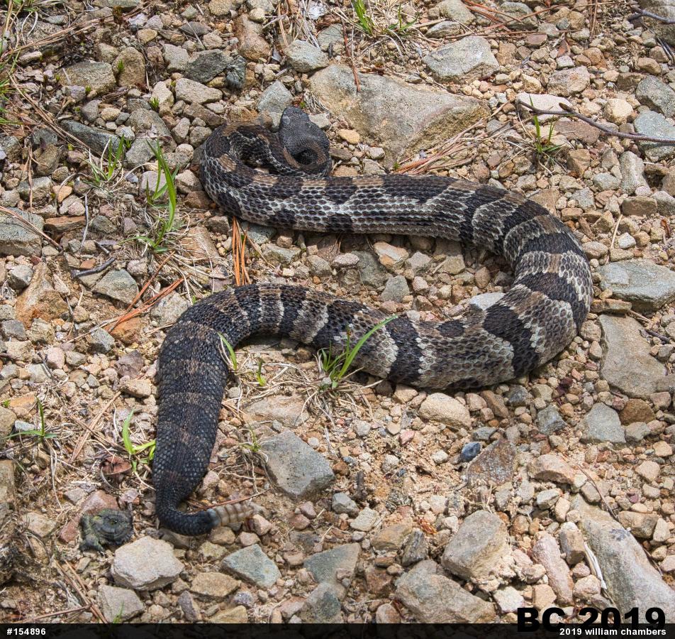 Timber Rattlesnake
