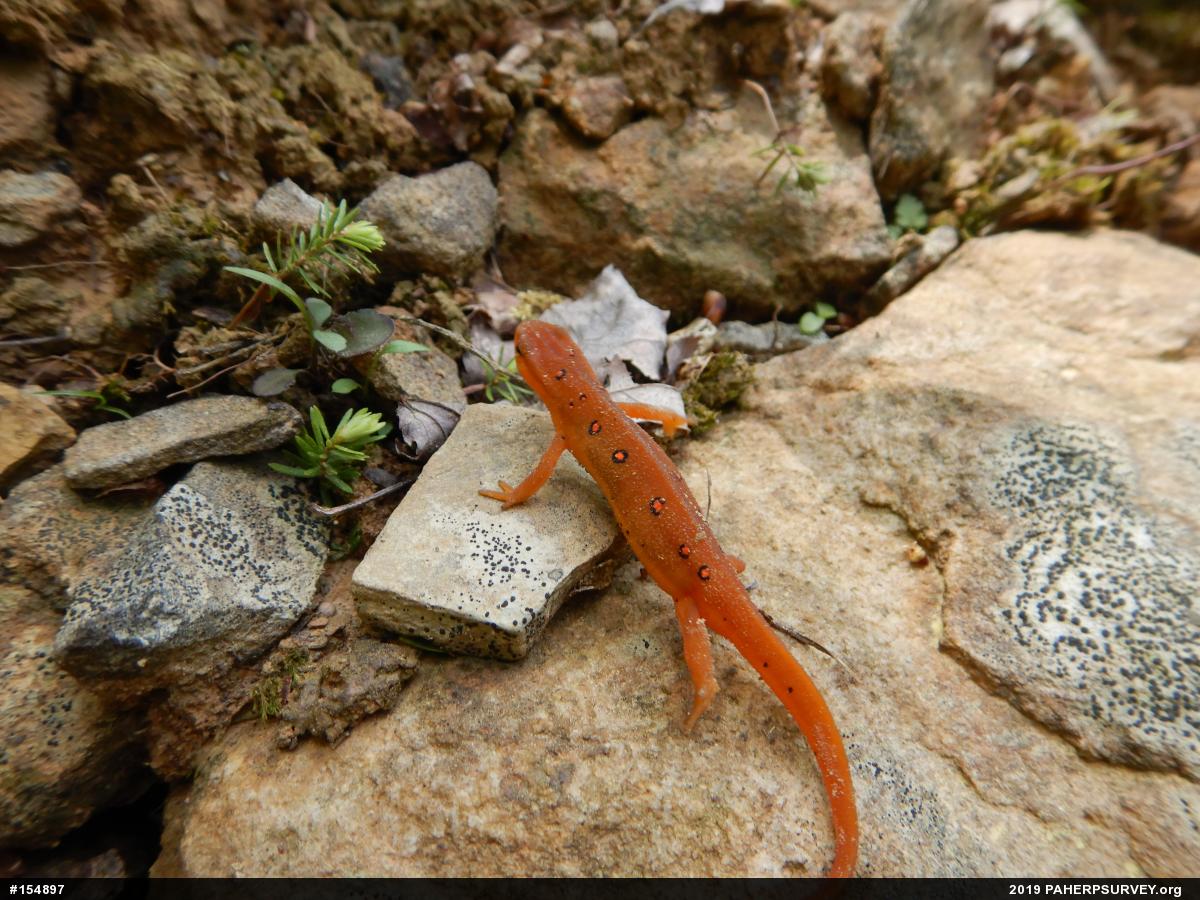Red-spotted Newt