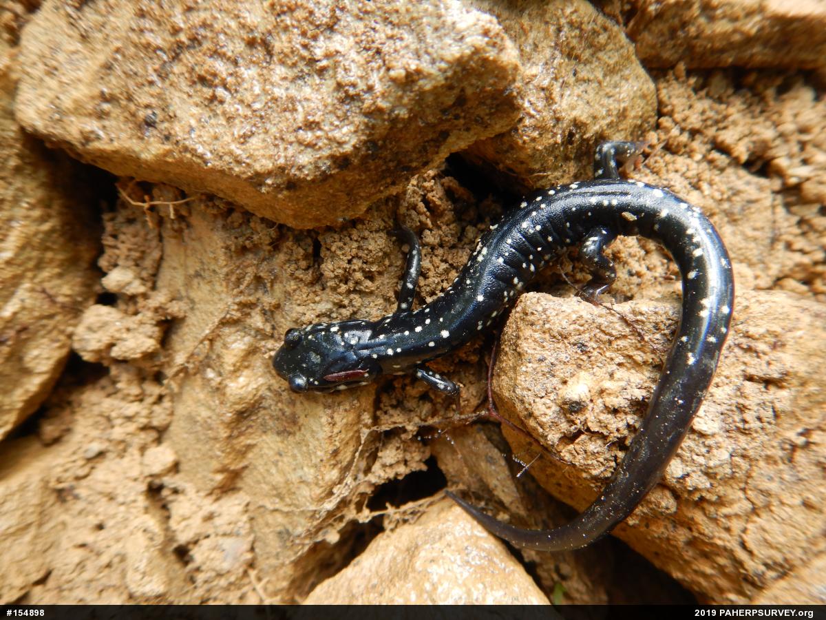 Northern Slimy Salamander