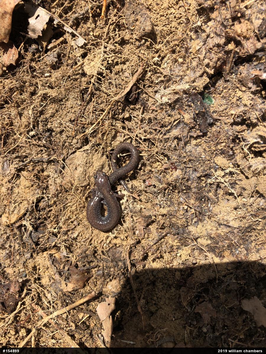 Valley And Ridge Salamander