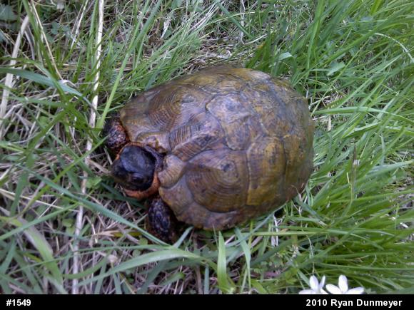 Wood Turtle