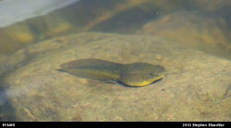 American Bullfrog