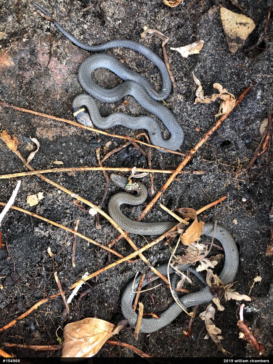 Northern Ring-necked Snake