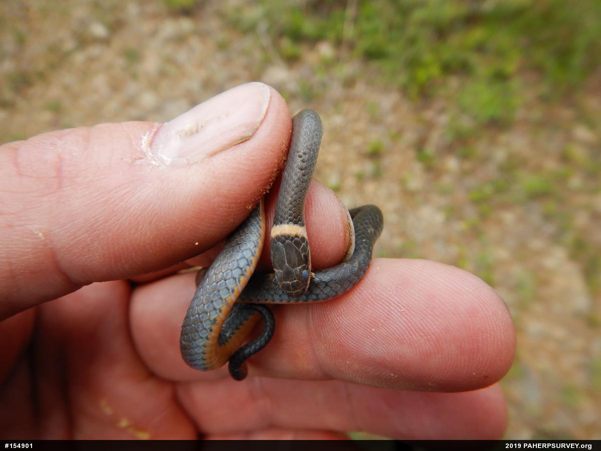 Northern Ring-necked Snake