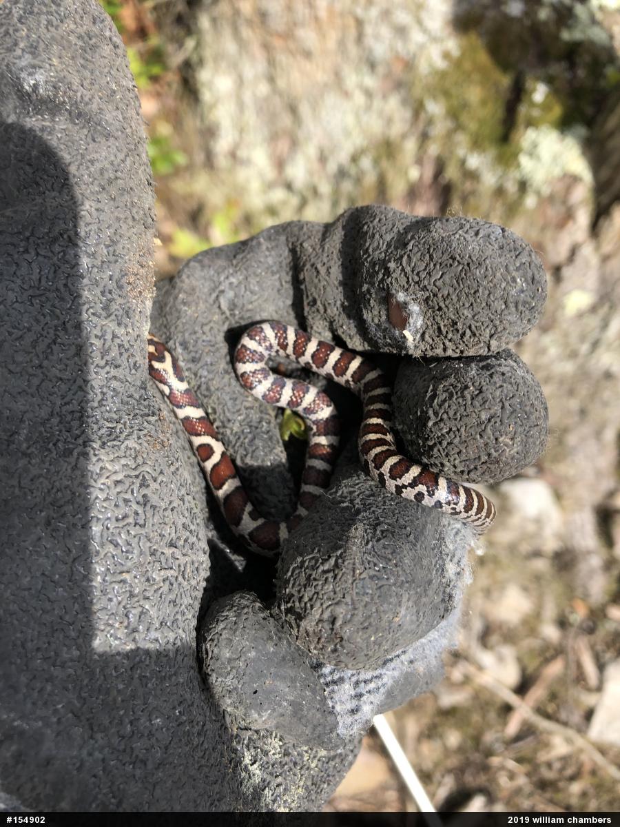 Eastern Milksnake