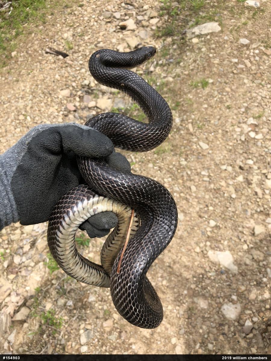 Eastern Ratsnake