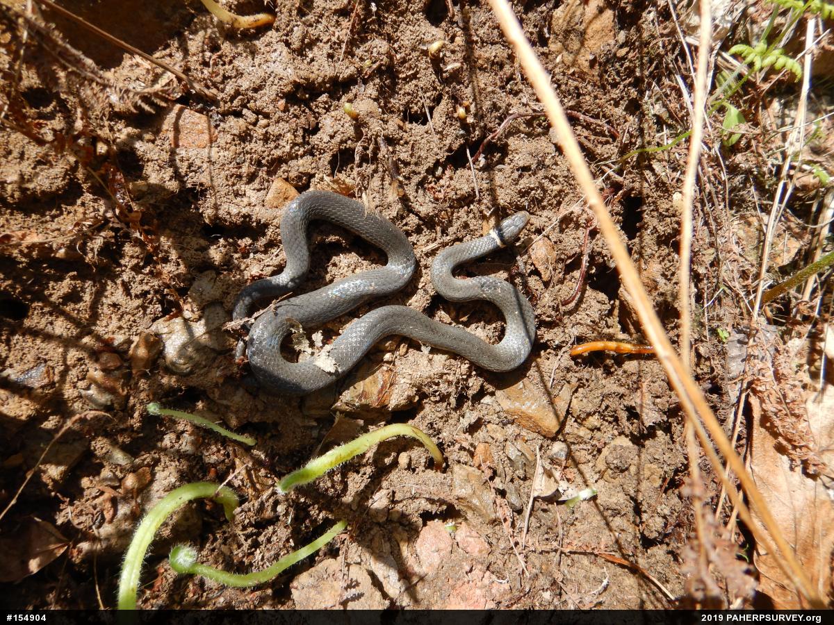 Northern Ring-necked Snake