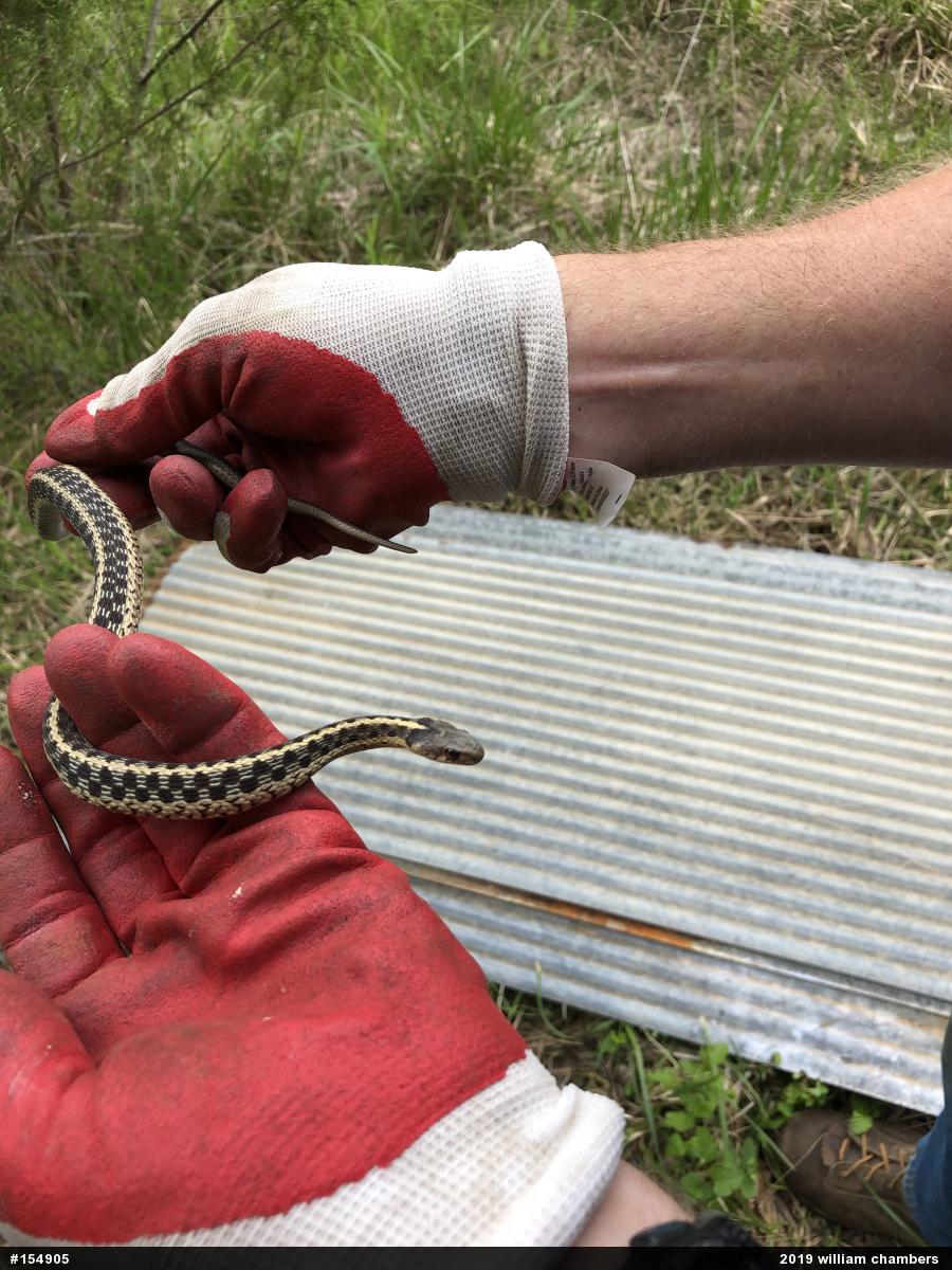 Eastern Gartersnake