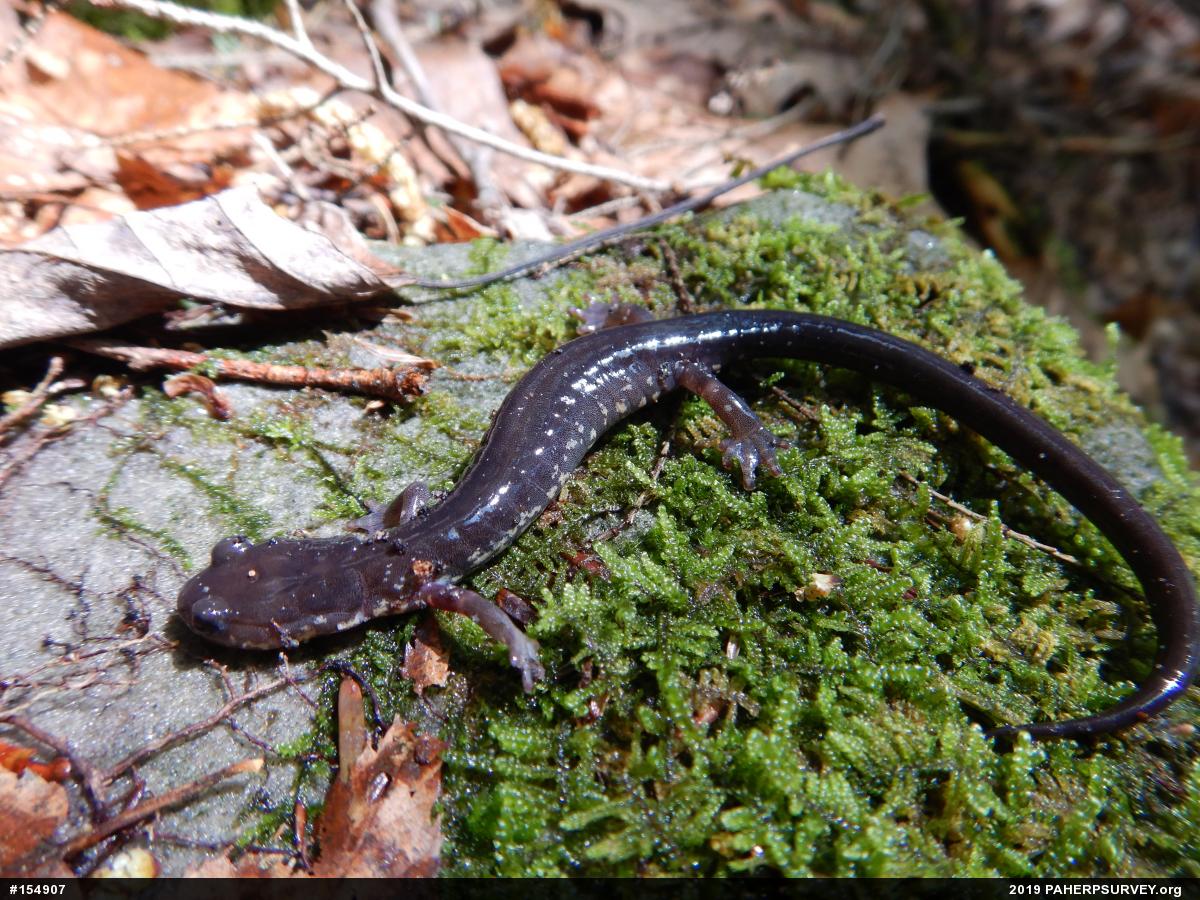 Wehrle's Salamander
