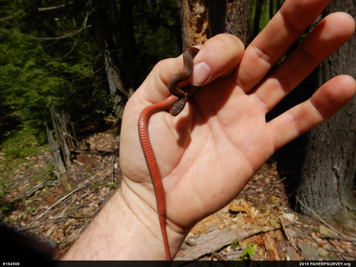 Red-bellied Snake