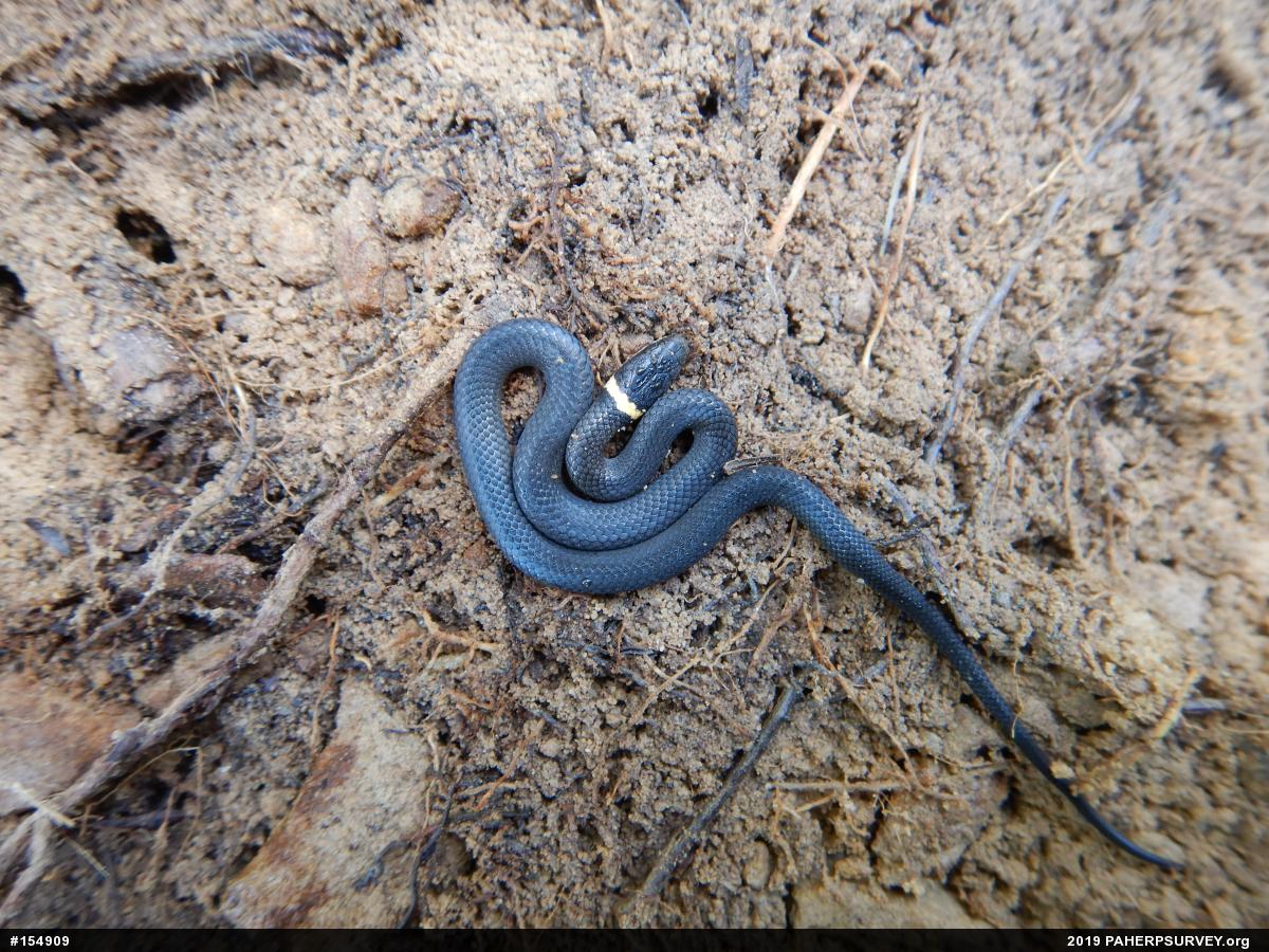 Northern Ring-necked Snake