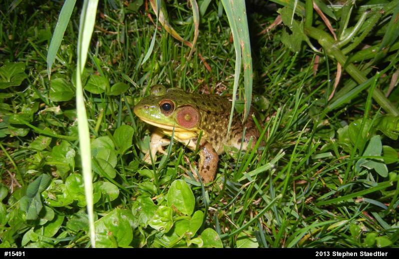 Green Frog