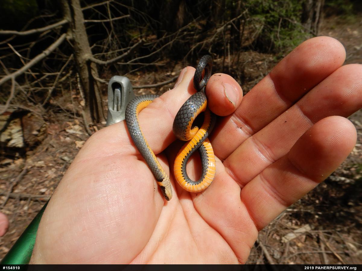 Northern Ring-necked Snake