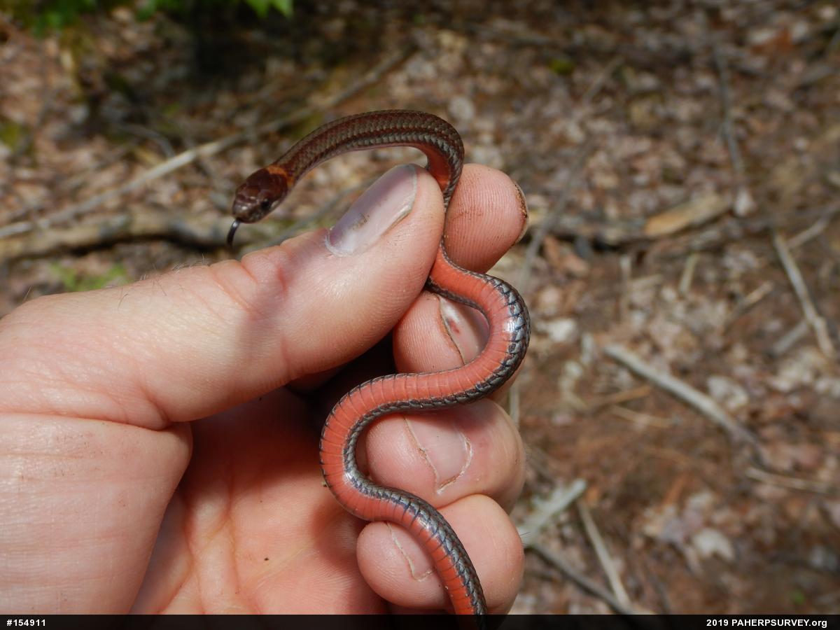 Red-bellied Snake