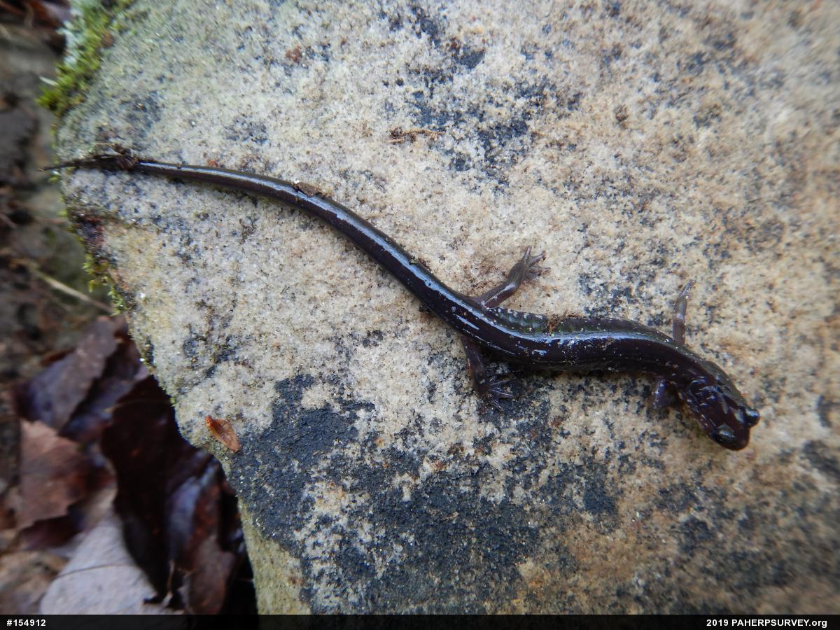 Wehrle's Salamander