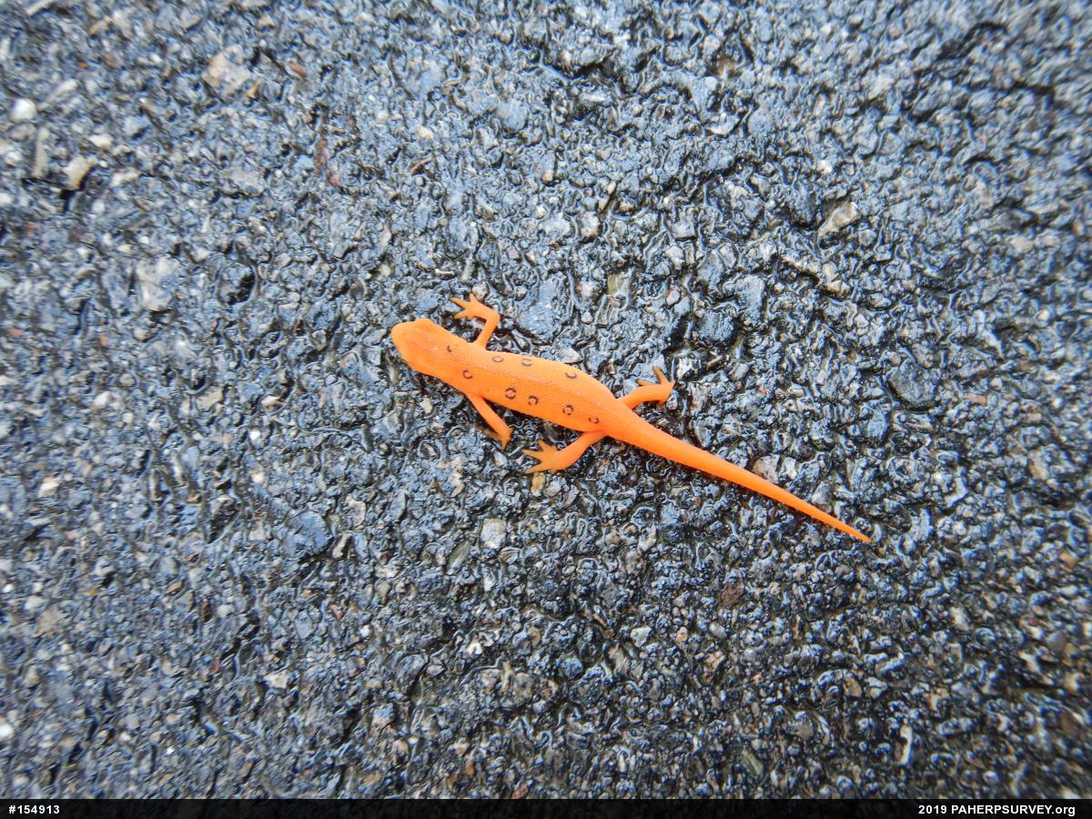 Red-spotted Newt