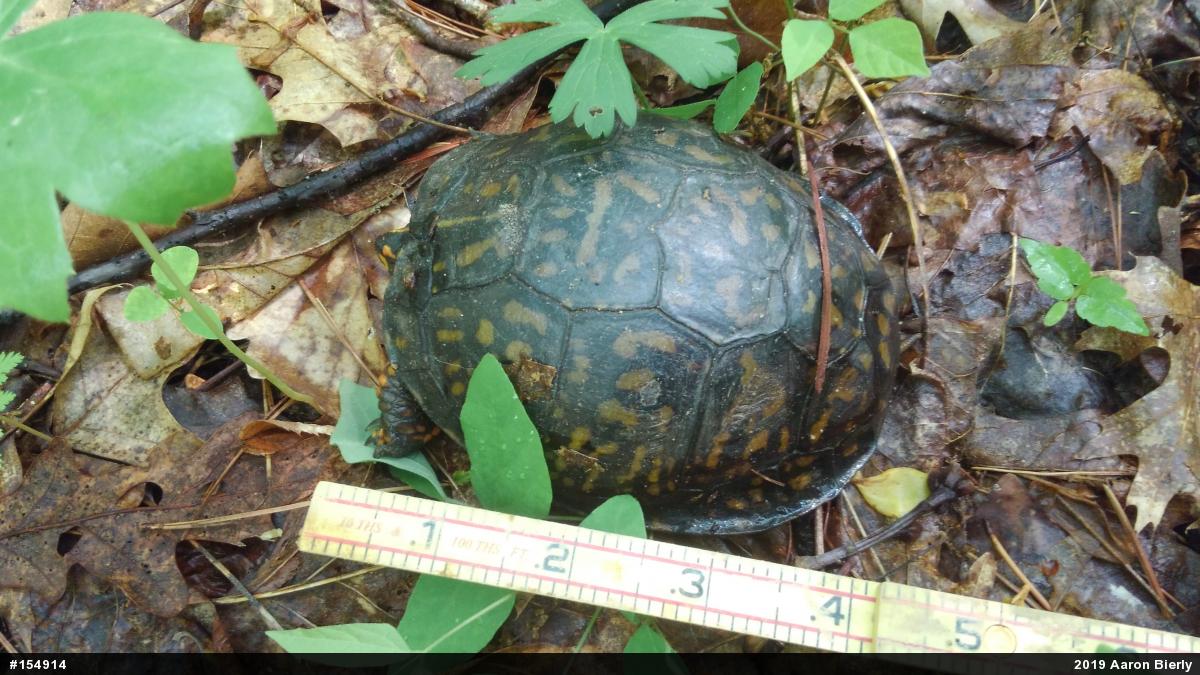 Eastern Box Turtle