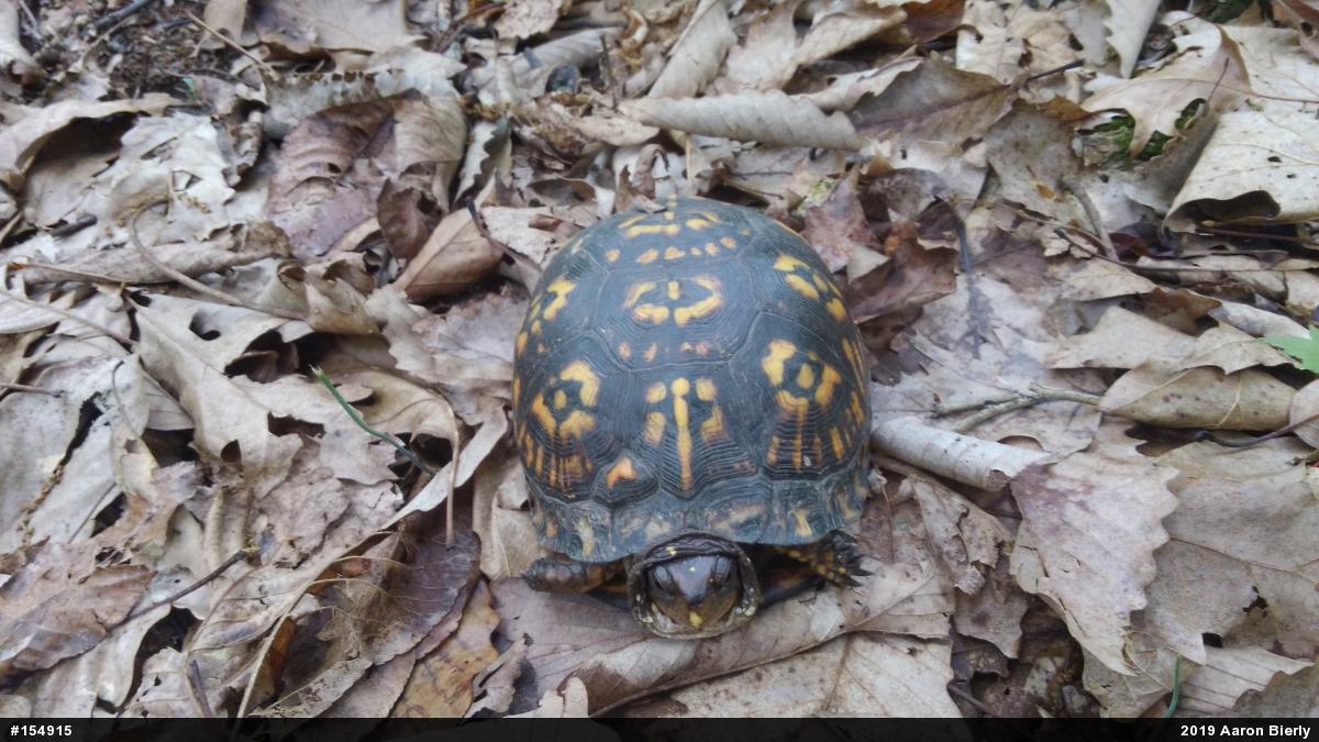 Eastern Box Turtle