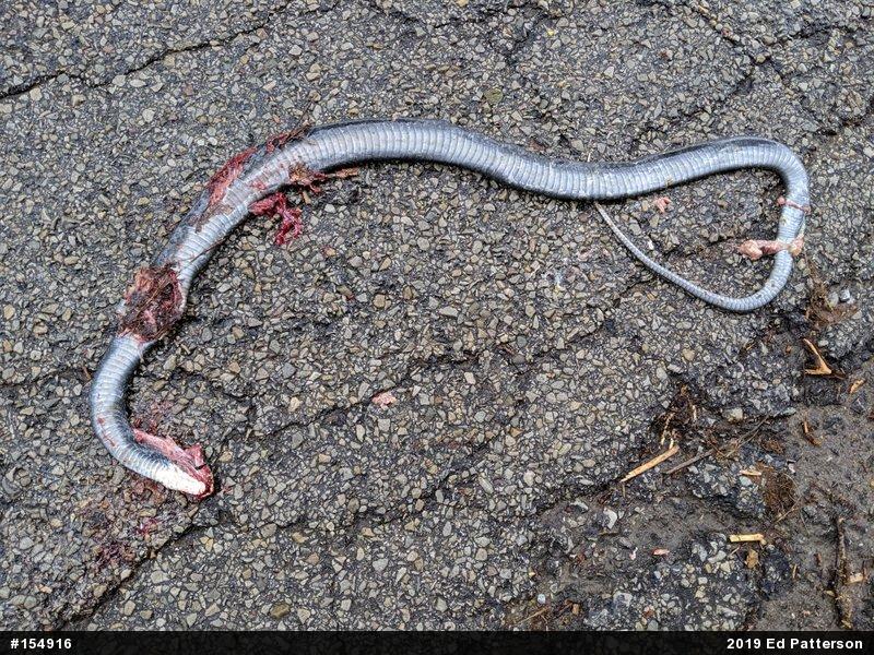 Northern Black Racer
