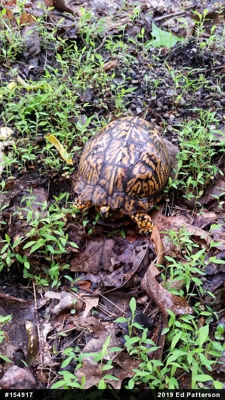 Eastern Box Turtle