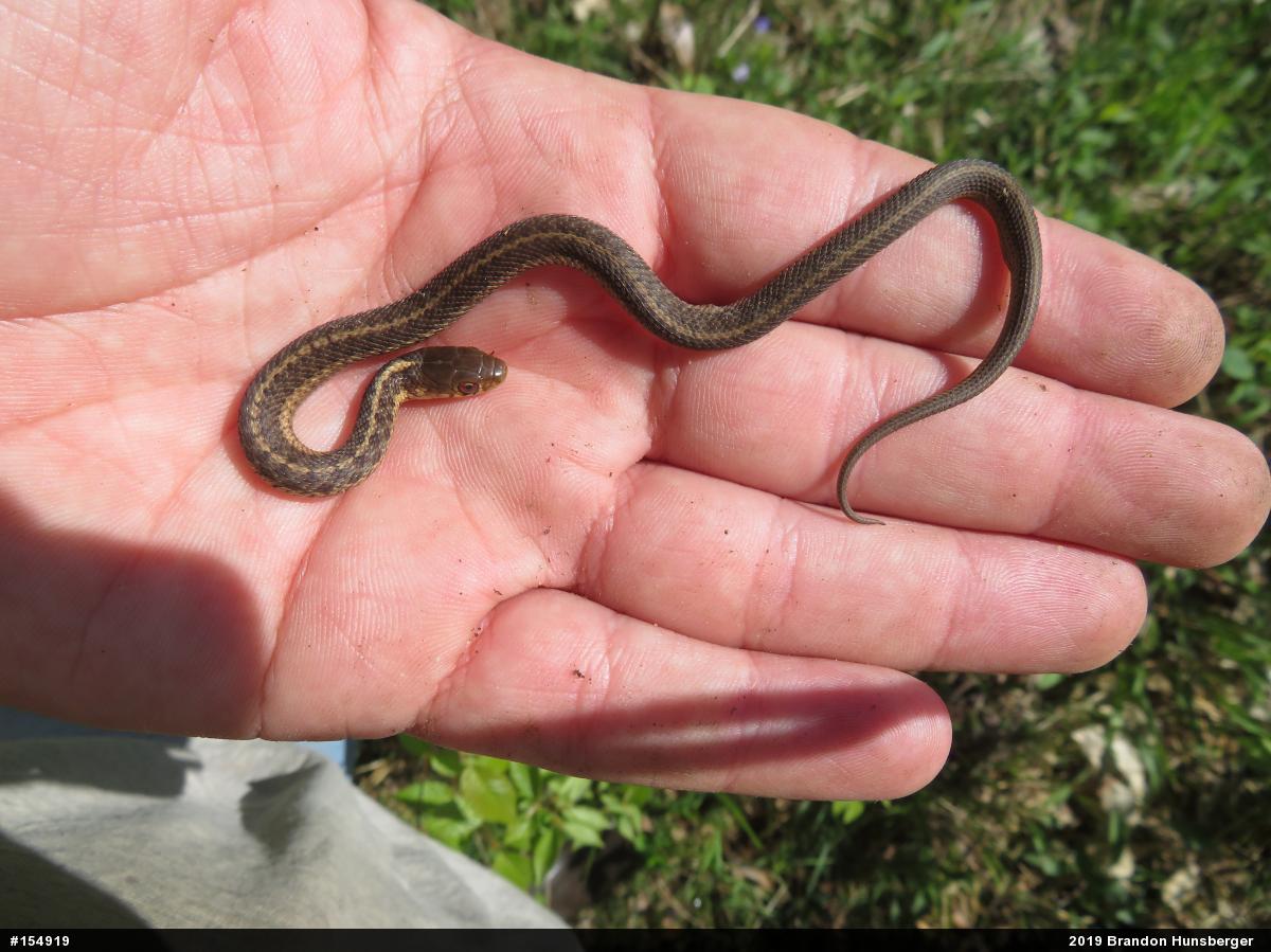 Eastern Gartersnake