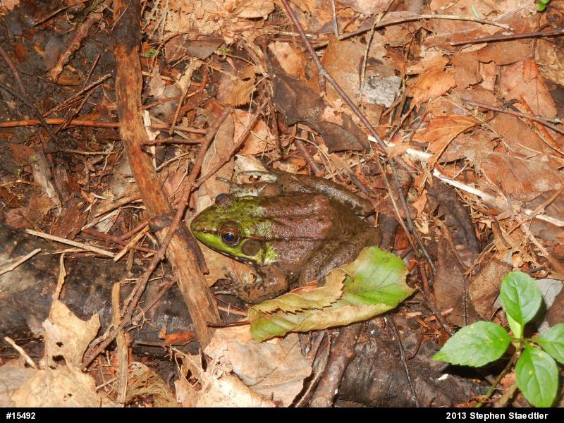 Green Frog