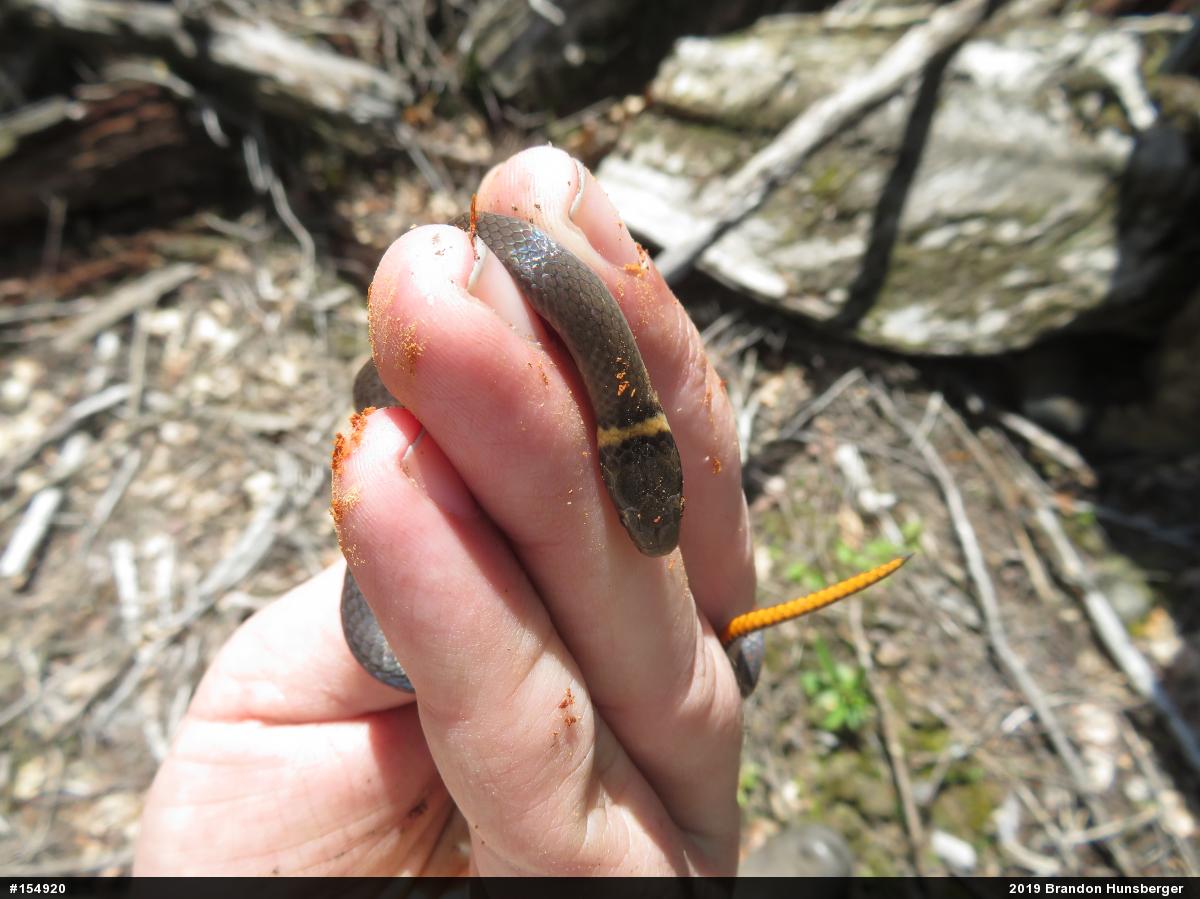 Northern Ring-necked Snake