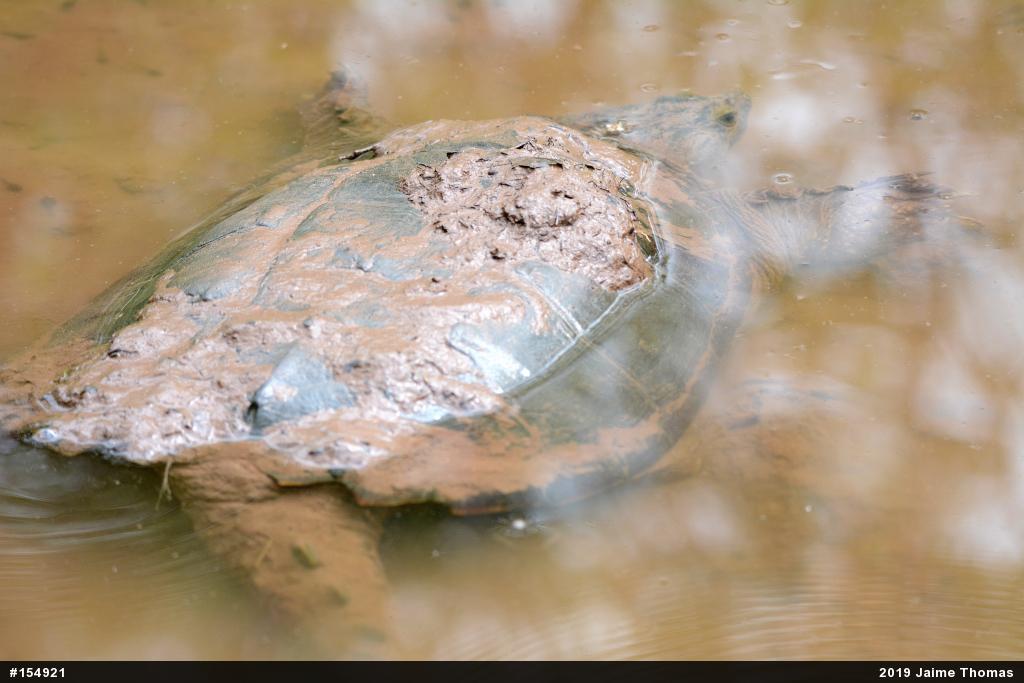 Snapping Turtle