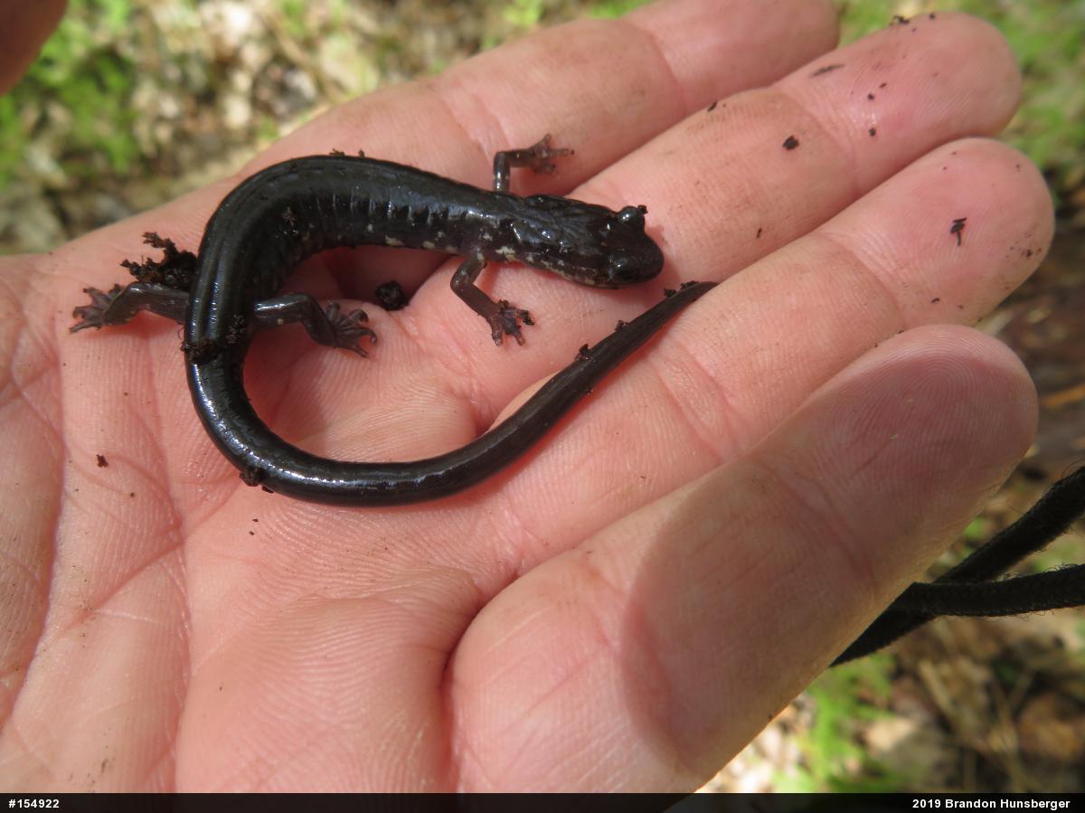 Wehrle's Salamander