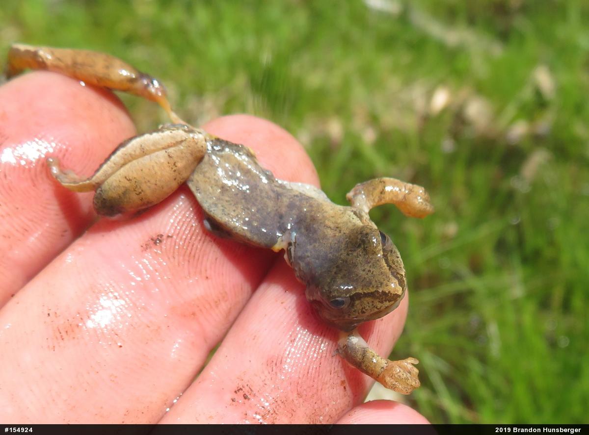 Spring Peeper