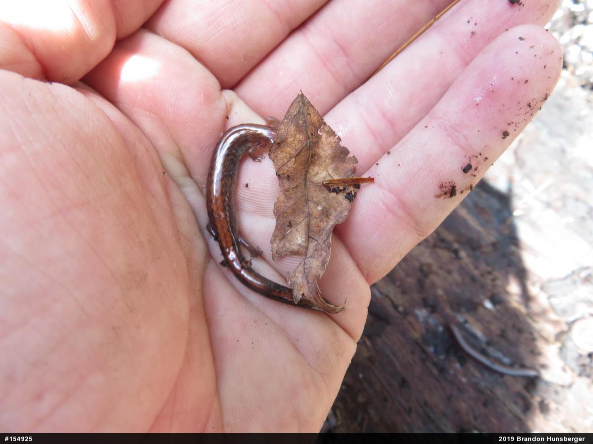 Eastern Red-backed  Salamander