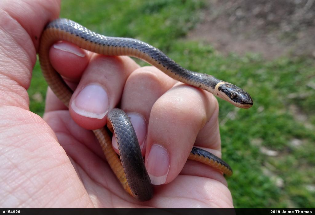 Northern Ring-necked Snake