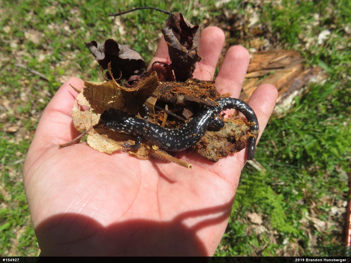 Northern Slimy Salamander
