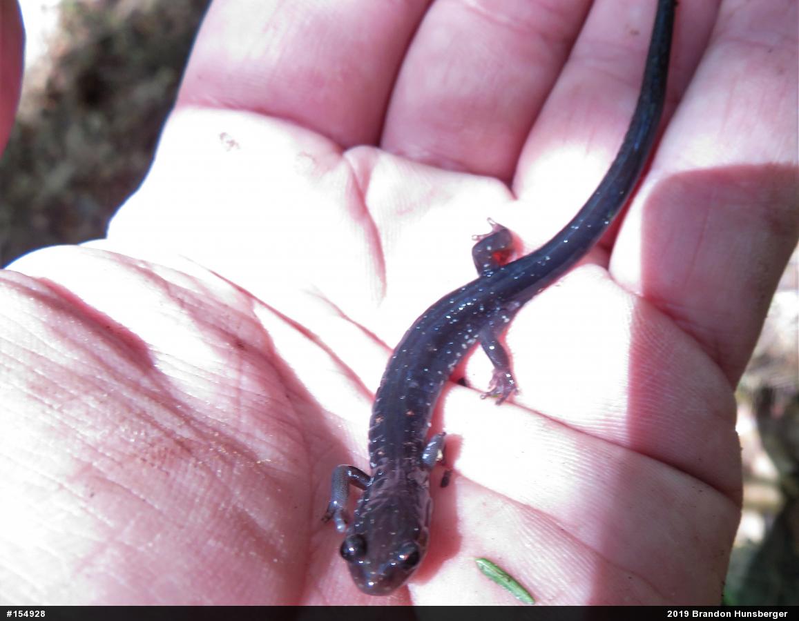Wehrle's Salamander