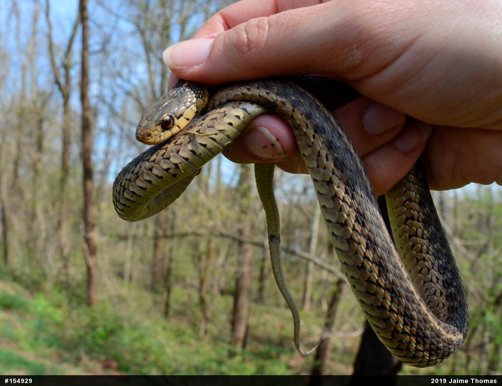 Eastern Gartersnake