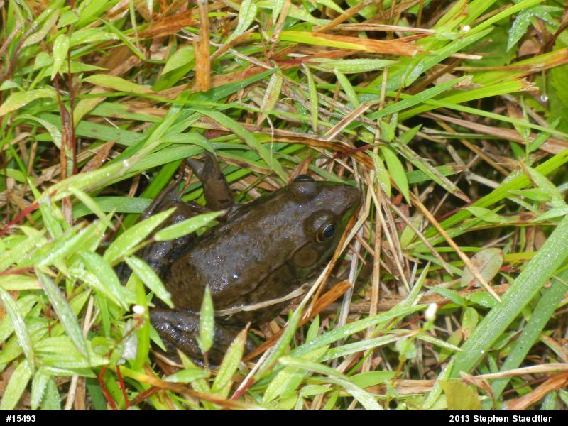 Green Frog