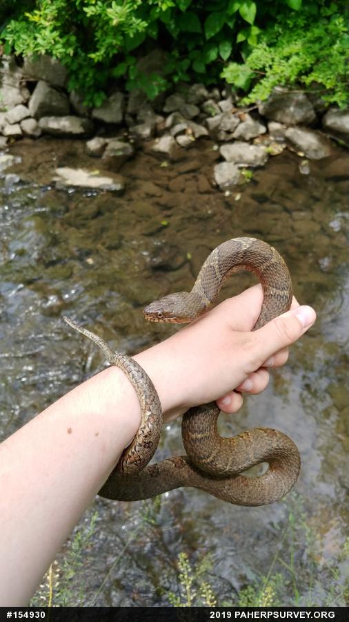 Northern Watersnake
