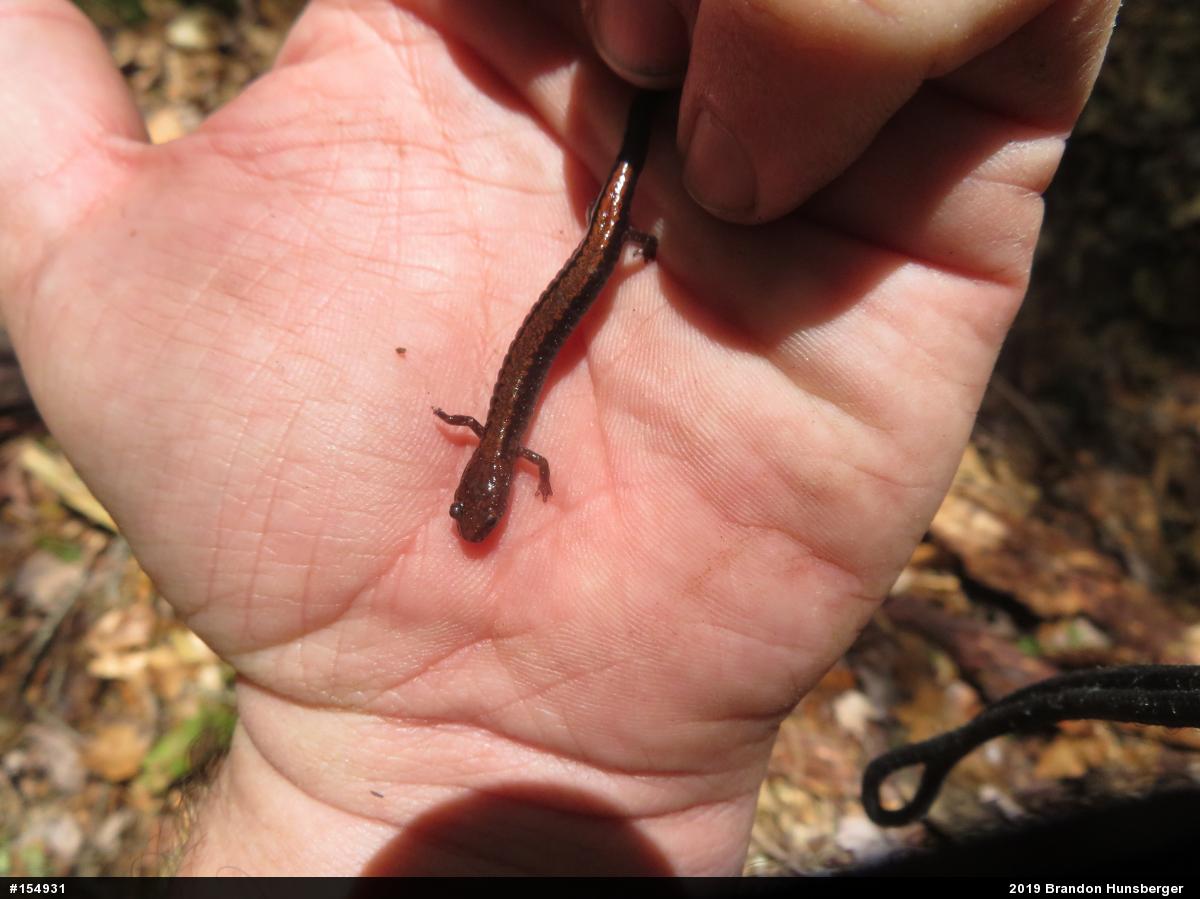 Eastern Red-backed  Salamander