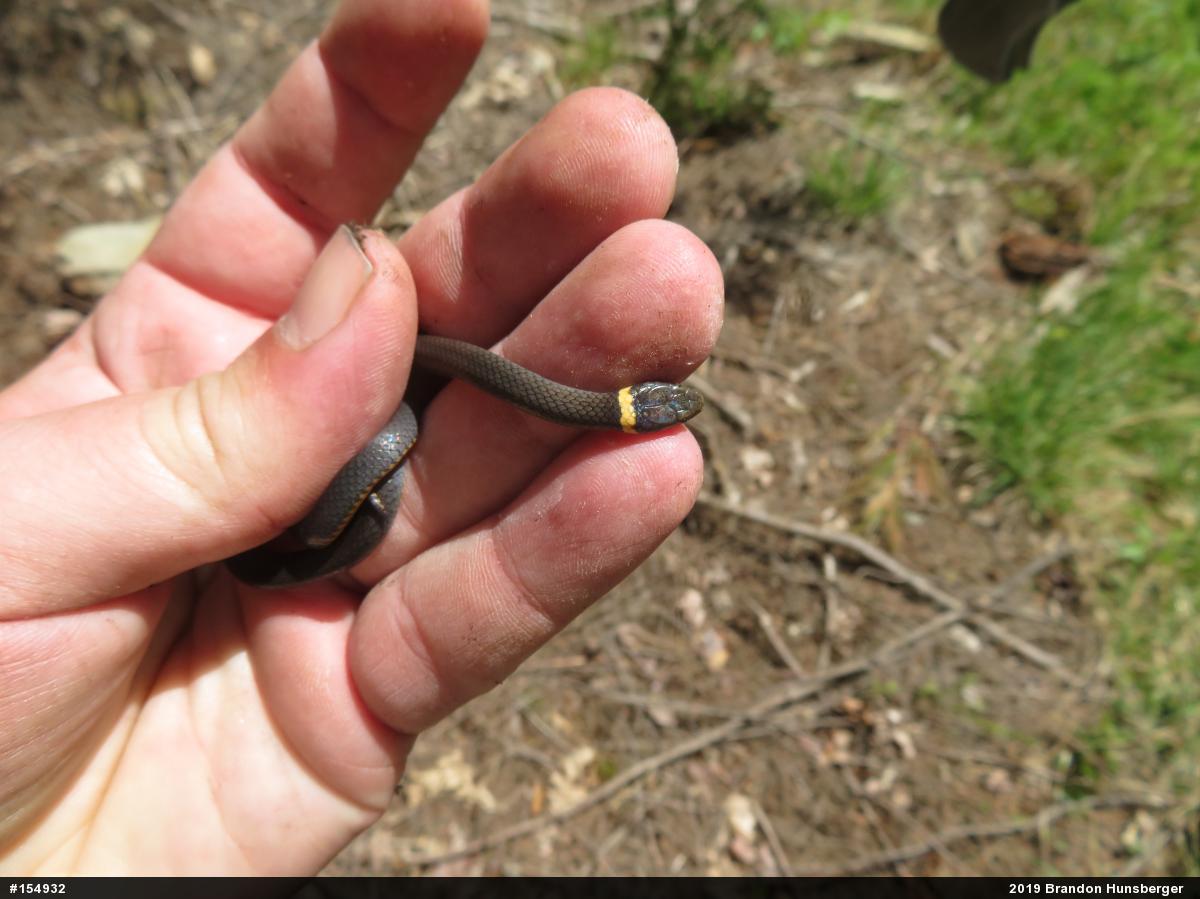 Northern Ring-necked Snake
