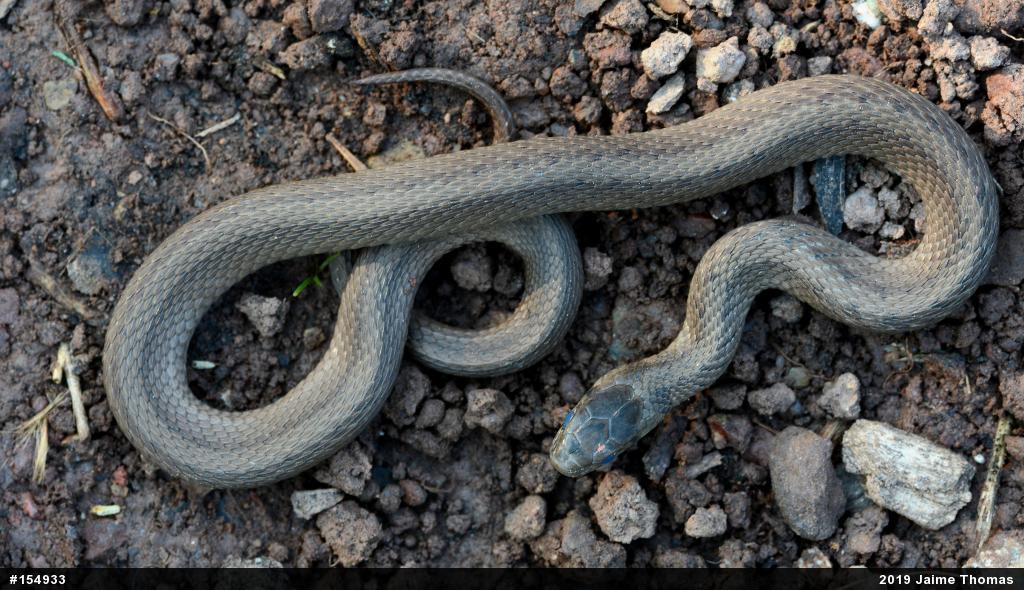 Dekay's Brownsnake