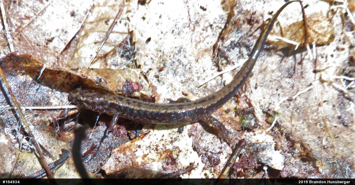 Allegheny Mountain Dusky Salamander