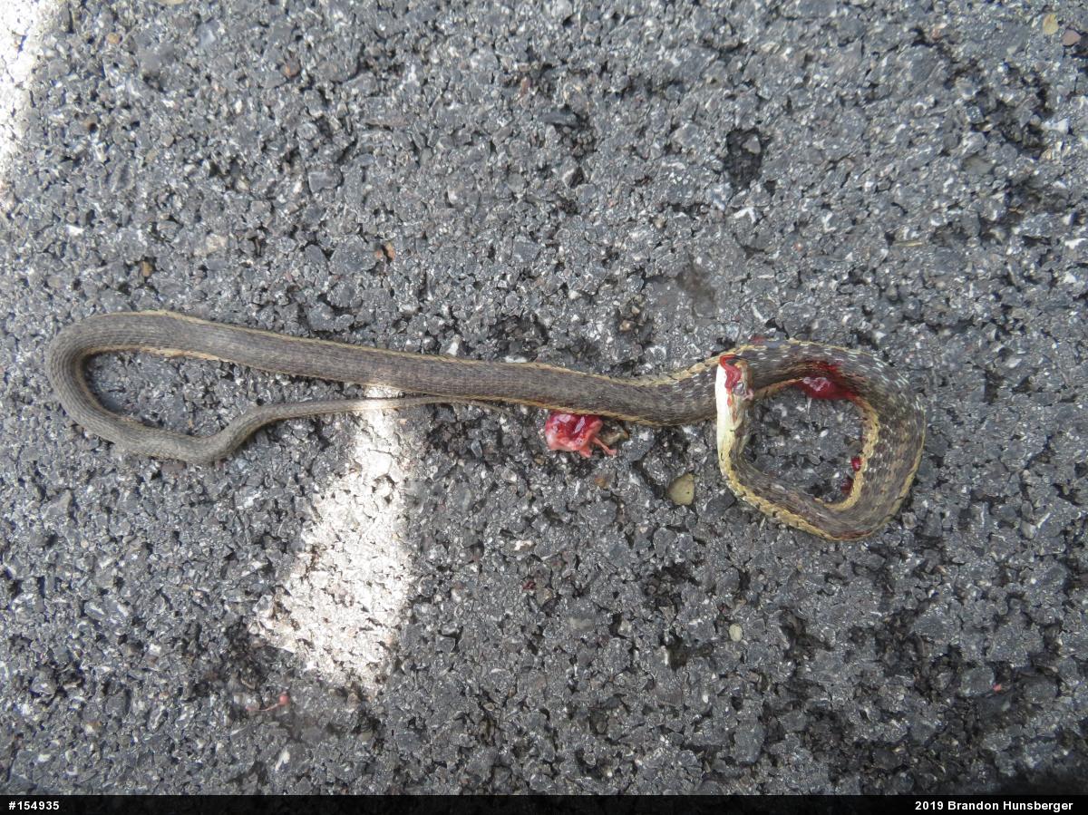 Eastern Gartersnake