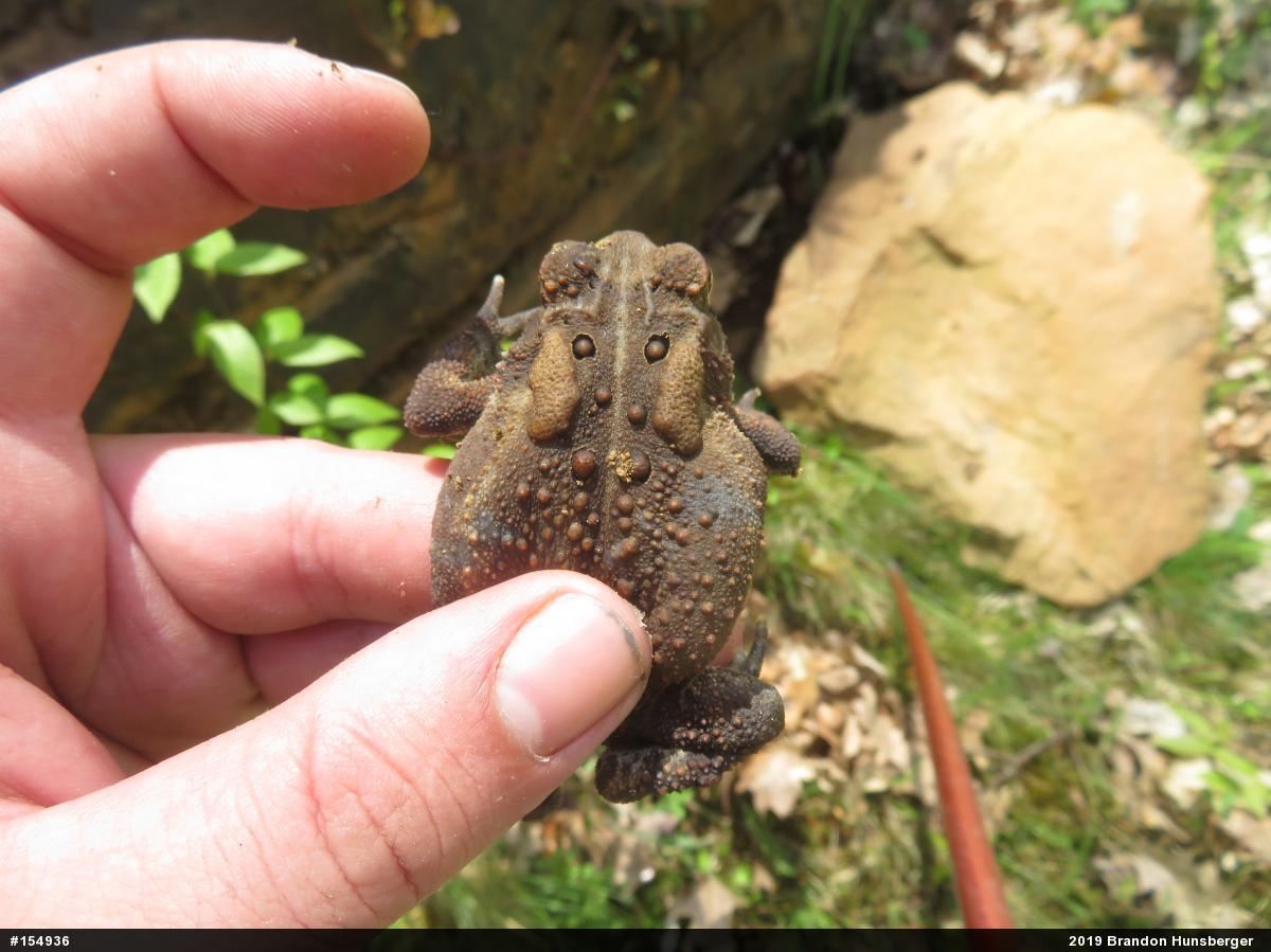 Eastern American Toad