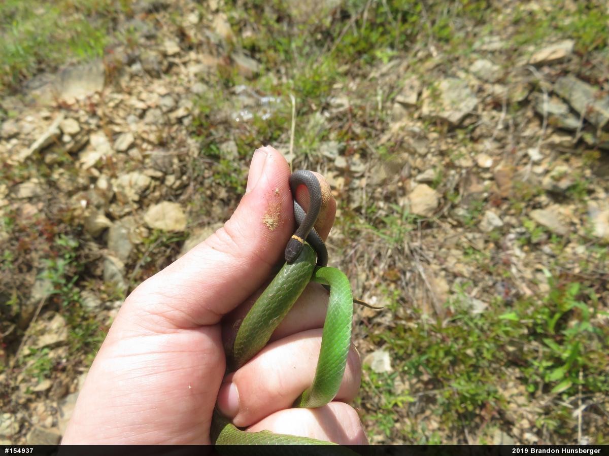 Northern Ring-necked Snake