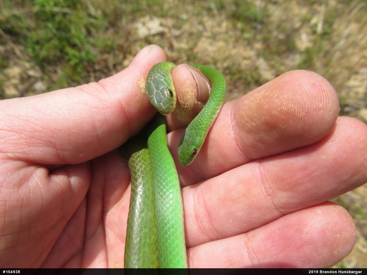 Smooth Greensnake