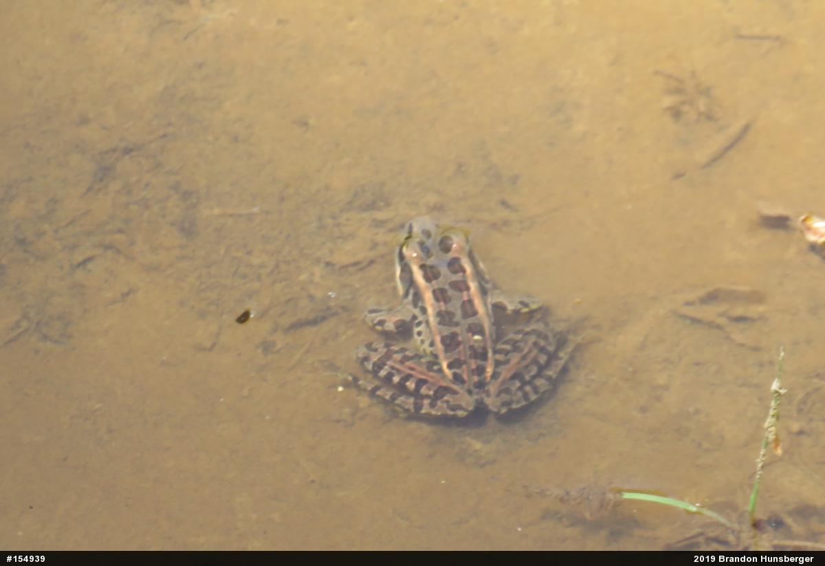 Pickerel Frog