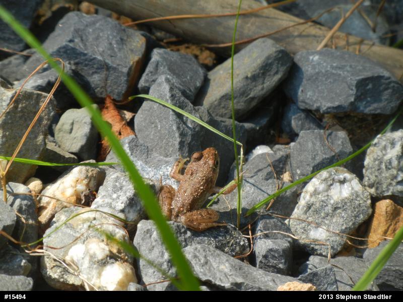 Green Frog