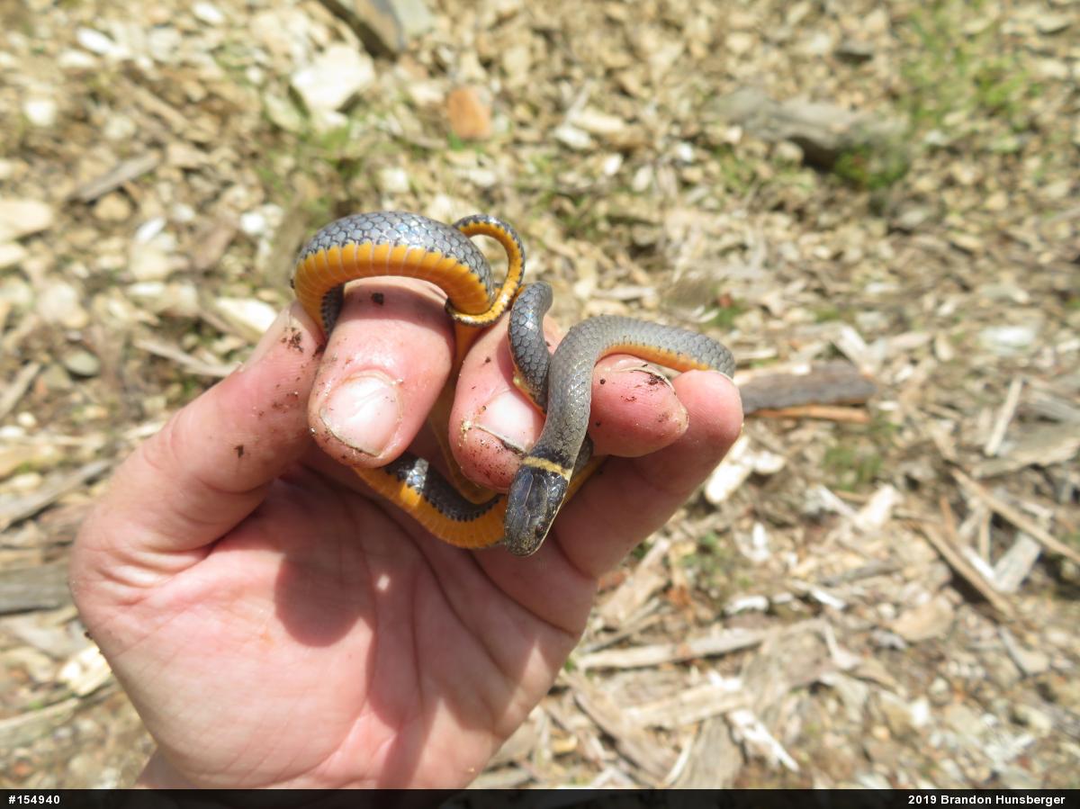 Northern Ring-necked Snake